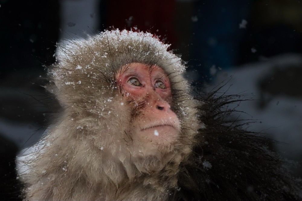 Japanese Snow Monkey Portrait Winter Fine Art Photography Print Wildlife Japan