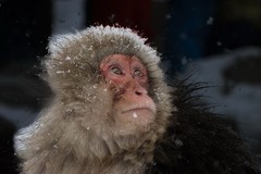 Japanese Snow Monkey Portrait Winter Fine Art Photography Print Wildlife Japan