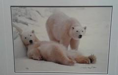 Thomas Mangelsen Polar Bear Limited Edition Photo Print 223/3500 1992
