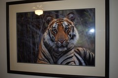 Thomas Mangelsen, Survivor-Bengal Tiger (20″x30″ photograph size)