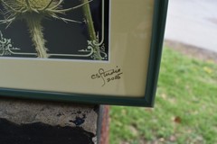 Thistle Flowers Photo/Print Scotland Butterfly Bee Garden Nature Signed