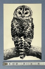 Yamamoto Masao Art Show Announcement Card 2026 – Ten Owls