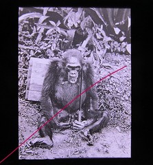 Gorilla Monkey Oranguta Quirky Circa 1920 Historic Glass Picture