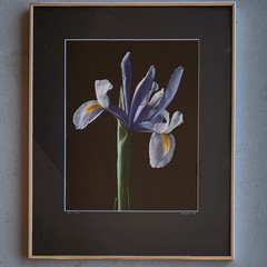 Nick Zungoli Iris 1984 Signed Ltd Ed Photo Print 7/300 Framed Fine Art 16×20