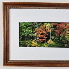 ART – Signed Gary Love Photograph 21.75×11.75 Framed Landscape Art – Maine Trees