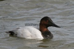 Canvasback Photo, Pick One Image – Various Sizes