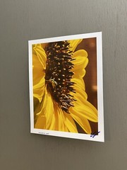 Agapostemon Clocking His Sunflower In, Minute #1- Contemporary Photograph