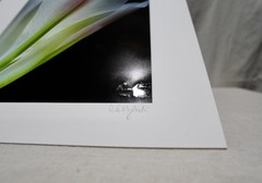 Original Photography Art Print «Calla»