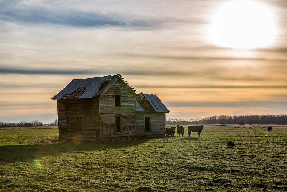 Country Photography Print – Picture of Abandoned House and Cows in Oklahoma