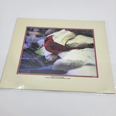 PHOTOGRAPHY Art Prints Lot 4 Vintage BIrds Birding Nature Photos – HW026