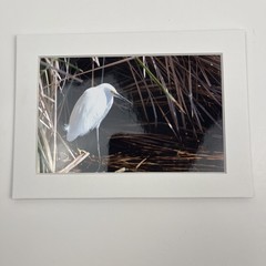 Snowy Egret Sea Bird Art Photography Matted 7×5 Inch Beach Decor Brauer