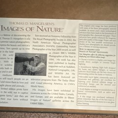 Thomas Mangelsen “Icelandic Cliff Dwellers” ltd ed.signed framed color photo