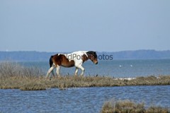 Assateague Island Nat’s Seashore Horse Photo 1, Pick One Image – Various Sizes