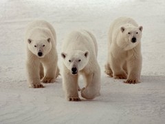 James T Jones Signed Polar Bears Photo, Matted
