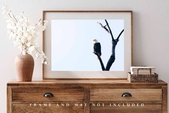 Bald Eagle Photography Print: Oklahoma, National Bird, Wildlife, Picture, Photo