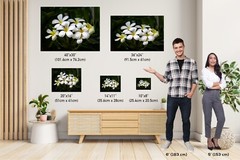 Blooms of Eternity: Hawaiian White Plumeria Flower Photography Wall Art Nature