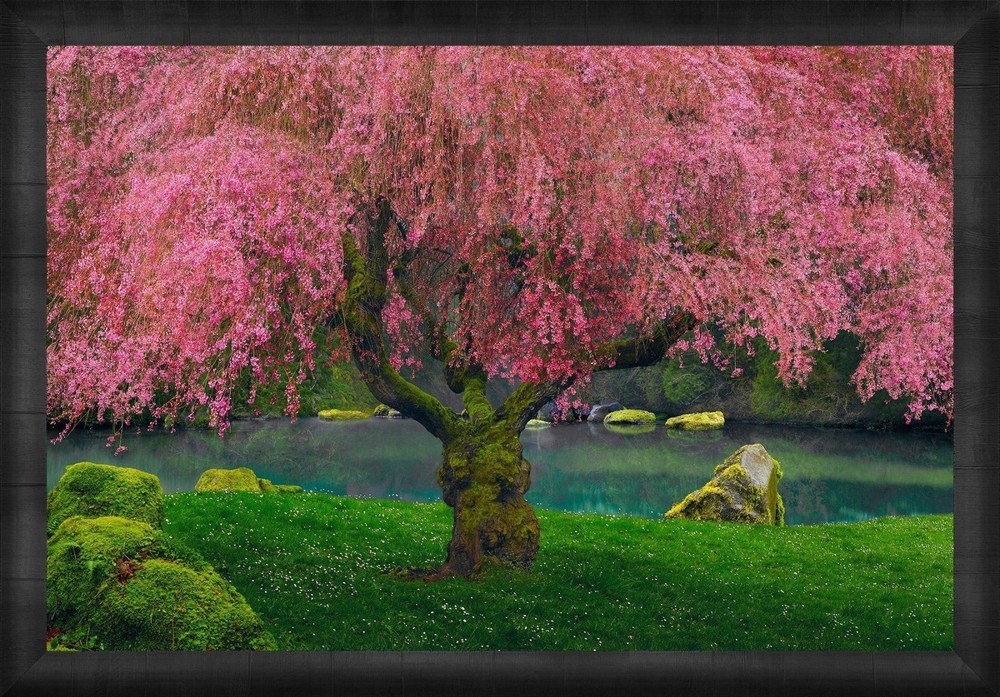 Peter Lik «Tree of Dreams» #58 1.5M Framed with LOA, Limited Edit