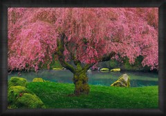 Peter Lik «Tree of Dreams» #58 1.5M Framed with LOA, Limited Edit