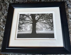 Martin Henson original black and white landscape tree photograph signed