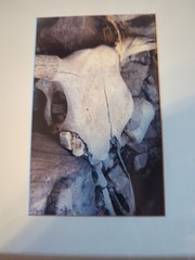 Cow Steer Skull Card Photo Framed And Matted, 8.5″ X 8.5″