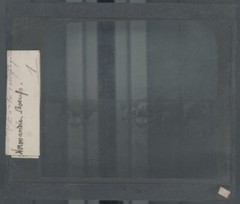 Normandy Cows, Countryside, Photo Glass Plate, Black & White, Positive 8.5×10 Cm