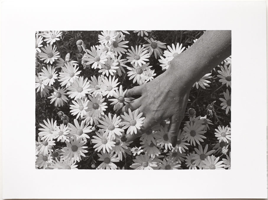 LG.VINT.1970s hand and daisies by Raoul Bussy, artistic image, flower still life