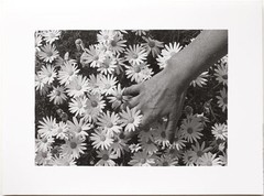 LG.VINT.1970s hand and daisies by Raoul Bussy, artistic image, flower still life