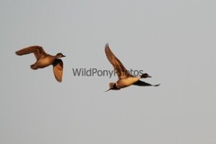 Pintails Photo, Pick One Image – Various Sizes