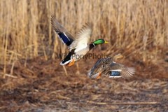 Mallard Duck Photo 1, Pick One Image – Various Sizes