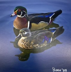 Pair Of Woodies Wood Ducks Print By Bob Kulon Photo Authentic COA 2009 8.5”x 11”