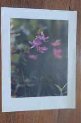 2 LOVELY FLOWER PHOTOGRAPH PRINTS 15.5 X 11.5 NICE CLOSE UPS. FRAMEABLE