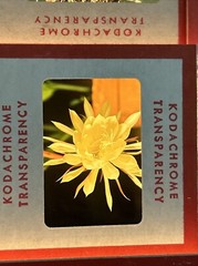 Kodachrome Red Border Lot Of 40 1950’s Still Life Flowers 35mm Color Slides B