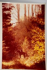 Vintage Analog Photo France Hunting Foxhunting Horse 24X30Cm 1970