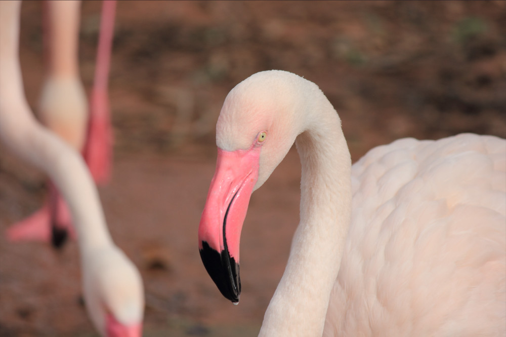Flamingo Close‑Up Digital Background | Wildlife Portrait Photo | High‑Resolution