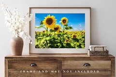 Sunflower Field Kansas Farm Country Rural Landscape Photography Print
