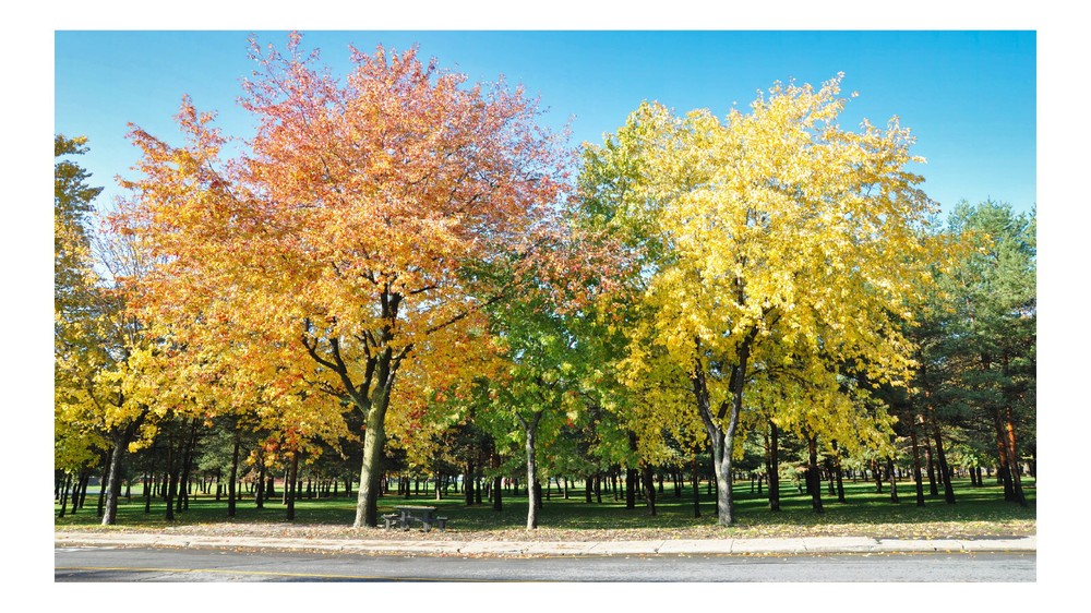 Fall Trees 1, High Resolution Image, Many Formats, TV Art