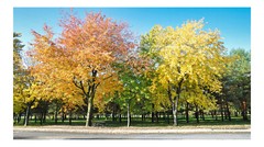 Fall Trees 1, High Resolution Image, Many Formats, TV Art