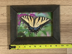 Butch Poole Hand Signed Tiger Swallowtail Butterfly Photograph Framed Art