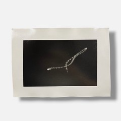 Toni Crabb «FIber 1 (Moths) IV» Limited Signed Art Photography Print, 12×17 cm