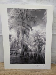 New Orleans Bourbon Street Swamp Spanish Moss Creepy Eerie Signed Art Prints Vtg