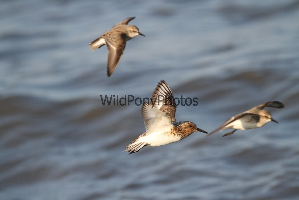 Sanderling in Flight Photo – Various Sizes