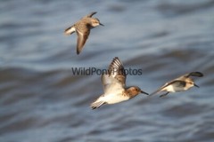 Sanderling in Flight Photo – Various Sizes