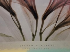 ALSTROMERIA Hellebore 2 STEVEN MEYERS XRAY FLORAL FLOWERS SEE THROUGH Art Print