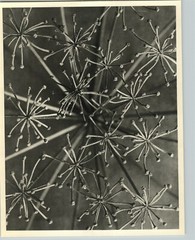 1942 Original BOTANICAL PLANT Laserpitium Siler Flower Photo Art KARL BLOSSFELDT