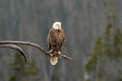 American Bald Eagle – Photograph Yellowstone National Park 2022