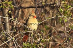 Cardinal Photo, Pick One Image – Various Sizes