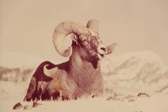 Bighorn Sheep Photograph Framed Wildlife Nature Picture 16″X20″ W. Perry Conway