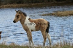 Chincoteague Pony Photo -Stallion Tidewater Twist- Pick One Image -Various Sizes