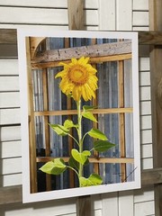 Landscape photograph- Sunflower Standing Tall 8.5×11