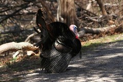 Turkey Photo, Pick One Image – Various Sizes